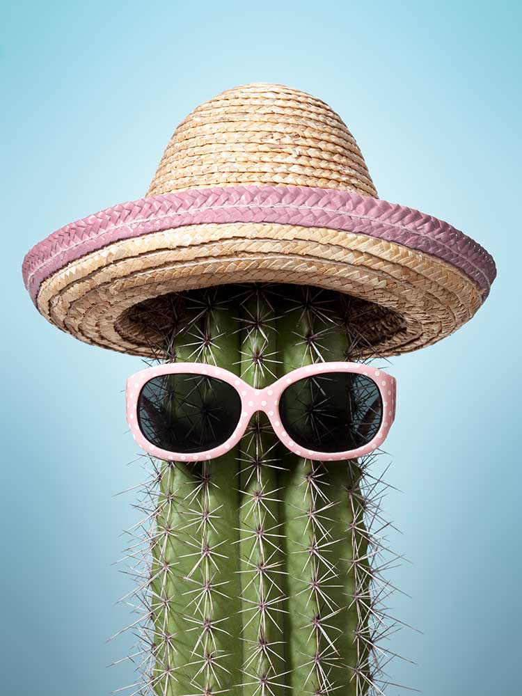 cactus in pink sombrero