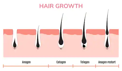 Growth Cycles waxing